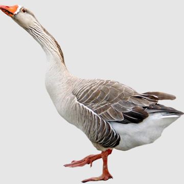 Gåsmiddagar
